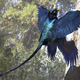 Illustration for article titled This four-winged dinosaur is helping rewrite the book on prehistoric plumage